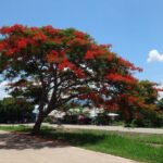 Chiang Mai Biking & River Kayak : Gentle Thrills in a Lush Valley - An In-Depth Look at the Chiang Mai Biking & River Kayak Tour