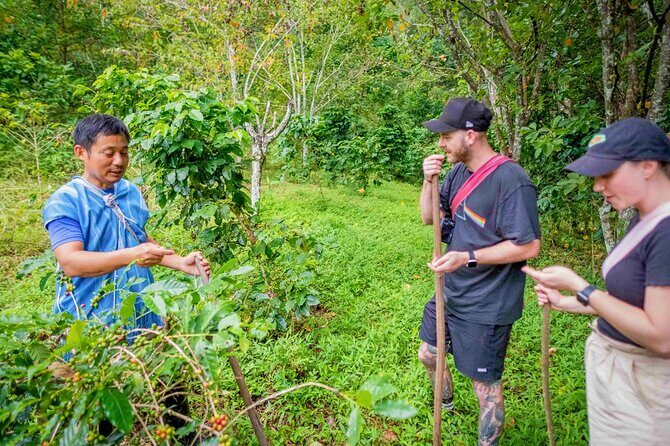 Chiang Mai Coffee Tour: Trekking to Farm, Roast and Brew Workshop - FAQ