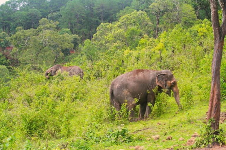 Chiang Mai: Day for Elephant Observation Only Half-day Trip - Why This Tour Works
