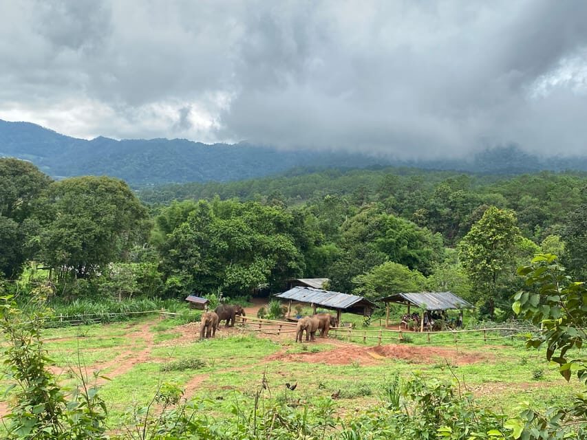 Chiang Mai: Elephant Dream Project Sanctuary - Half-Day - An In-Depth Look at the Chiang Mai Elephant Dream Project Sanctuary Tour