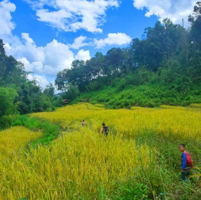 Chiang Mai: Elephant Sanctuary & Jungle Trek w/ Waterfall - A Comprehensive Look at the Tour