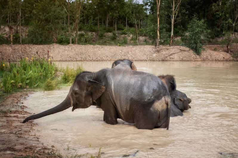 Chiang Mai: Ethical Elephant Encounter Feeding Program - A Closer Look at the Experience