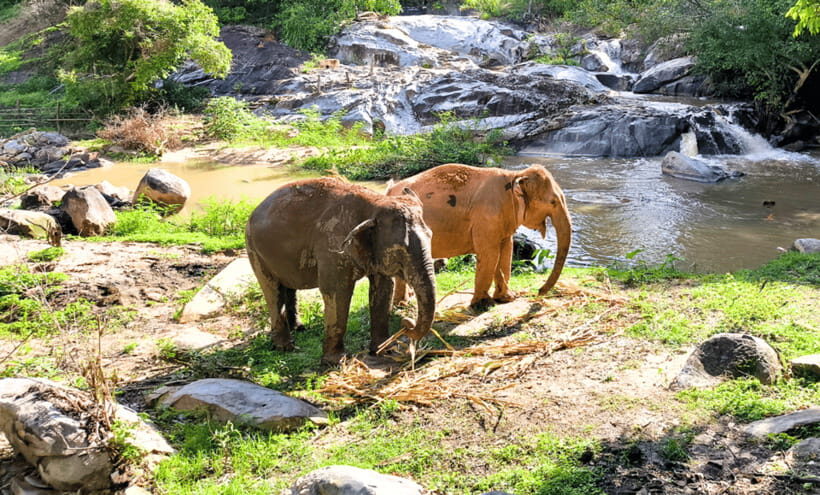 Chiang Mai: Ethical Half Day Elephant Sanctuary & Waterfall - What We Love About This Tour