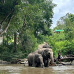 Chiang Mai Full Day Tour: Elephant Sanctuary, Waterfall & Sights - The Elephant Sanctuary: Respectful Encounters in Nature