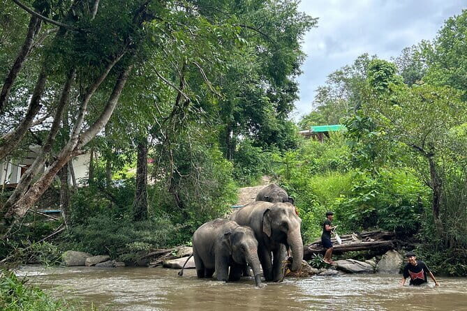 Chiang Mai Full Day Tour: Elephant Sanctuary, Waterfall & Sights - The Elephant Sanctuary: Respectful Encounters in Nature