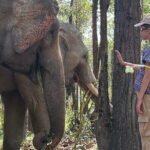 Chiang Mai Half Day Tour: Doi Inthanon Elephant Sanctuary - FAQ