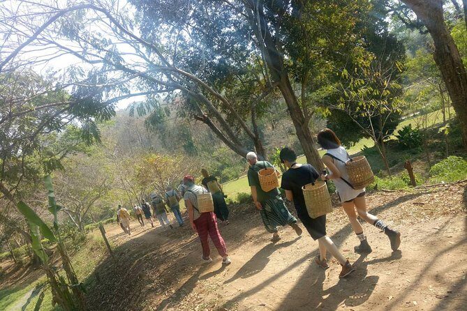 Chiang Mai Private Tour with Tea Plantation, Karen Village, Doi Suthep - Who Should Book This Tour?