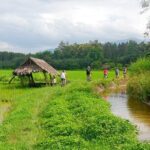 Chiang Mai Rice Fields Biking Tour - In-Depth Review of the Chiang Mai Rice Fields Biking Tour