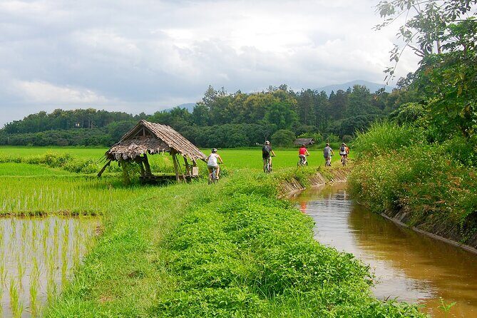 Chiang Mai Rice Fields Biking Tour - In-Depth Review of the Chiang Mai Rice Fields Biking Tour