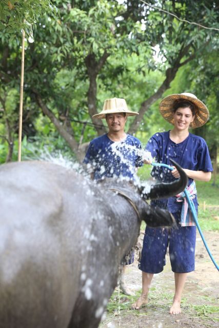 Chiang Mai: Thai Buffalo and Rice Planting Experience - The Value of This Experience