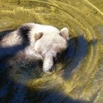 Chichagof Island Tour: Brown Bear Search - Final Thoughts