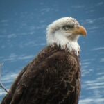 Chilkat Bald Eagle Preserve Rafting - Skagway Departure - What the Reviews Say