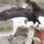 Chilkoot Wilderness and Wildlife Viewing - 6.5 hrs from Skagway - The Reviews: Authentic Perspectives