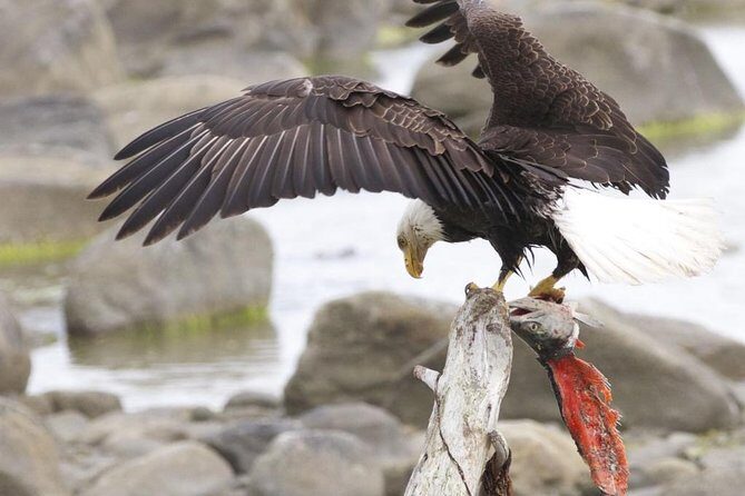 Chilkoot Wilderness and Wildlife Viewing - 6.5 hrs from Skagway - The Reviews: Authentic Perspectives