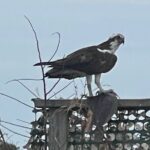Chincoteague and Assateague Birdwatching Boat Tour - An In-Depth Look at the Birdwatching Boat Tour