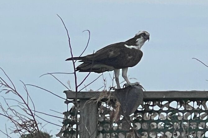 Chincoteague and Assateague Birdwatching Boat Tour - An In-Depth Look at the Birdwatching Boat Tour