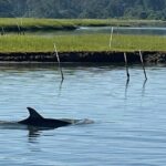Chincoteague Dolphin Watching Boat Tour - Final Thoughts: Who Should Consider This Tour?