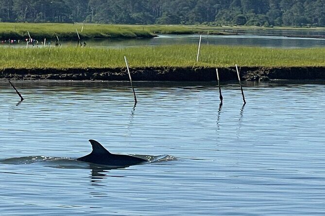 Chincoteague Dolphin Watching Boat Tour - Final Thoughts: Who Should Consider This Tour?