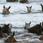 Chincoteague Pony Swim Kayak Tour 2026 with shuttle - FAQ: Your Questions Answered