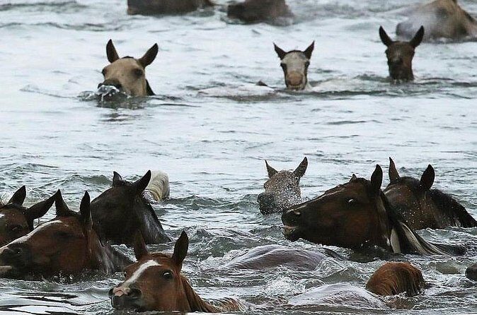Chincoteague Pony Swim Kayak Tour 2026 with shuttle - FAQ: Your Questions Answered