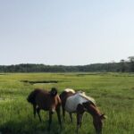 Chincoteague's Up The Bay Pony and Wildlife Tour by Boat - Wildlife Encounters and Bird Watching