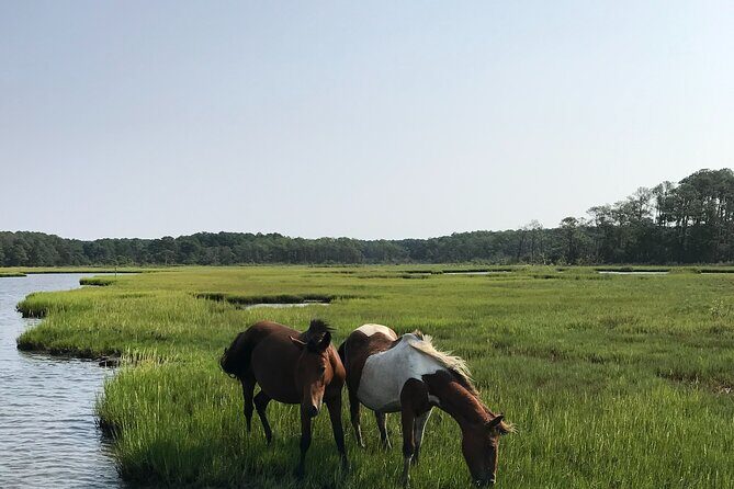 Chincoteague's Up The Bay Pony and Wildlife Tour by Boat - Wildlife Encounters and Bird Watching