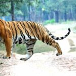 Chitwan 1 Night 2 Day Wildlife Adventure - What Travelers Say: Authentic Feedback