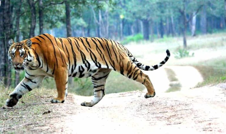 Chitwan 1 Night 2 Day Wildlife Adventure - What Travelers Say: Authentic Feedback