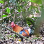 Chitwan: 2 Full day jungle walk with Canoeing all inclusive - Who Will Love This Tour?