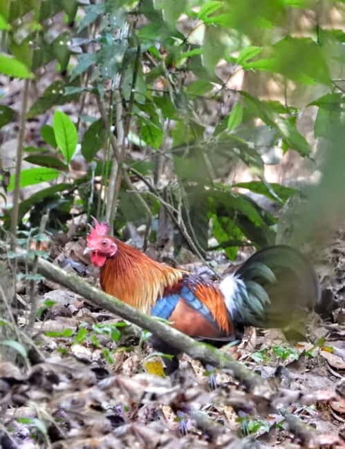 Chitwan: 2 Full day jungle walk with Canoeing all inclusive - Who Will Love This Tour?