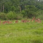 Chitwan: 4-Day Chitwan National Park Tiger Safari Tour - Who Will Enjoy This Tour Most?