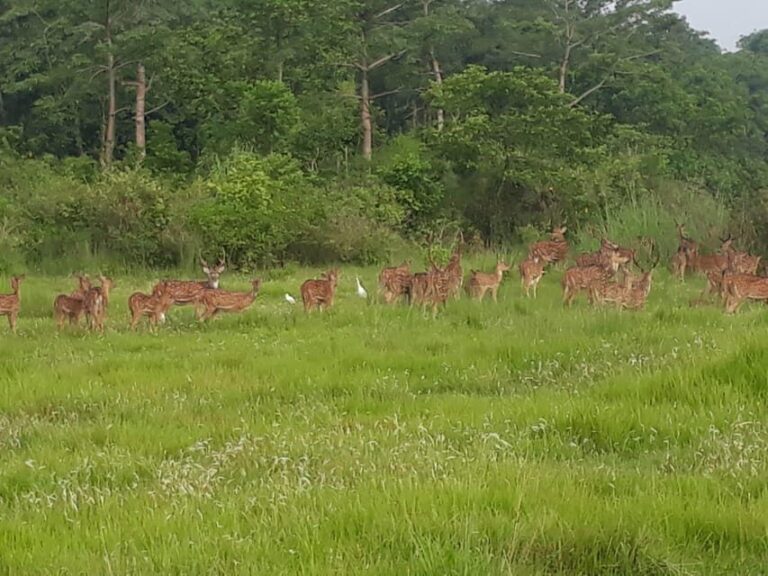 Chitwan: 4-Day Chitwan National Park Tiger Safari Tour - Who Will Enjoy This Tour Most?
