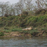 Chitwan Combo Tour: Jeep Safari, Canoeing & Jungle Walk - Why This Tour Offers Great Value