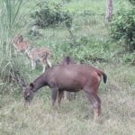 Chitwan Day Tour ( Canoeing+Jungle Walk+ Jeep Safari ) - In-Depth Look at the Chitwan Day Tour Experience