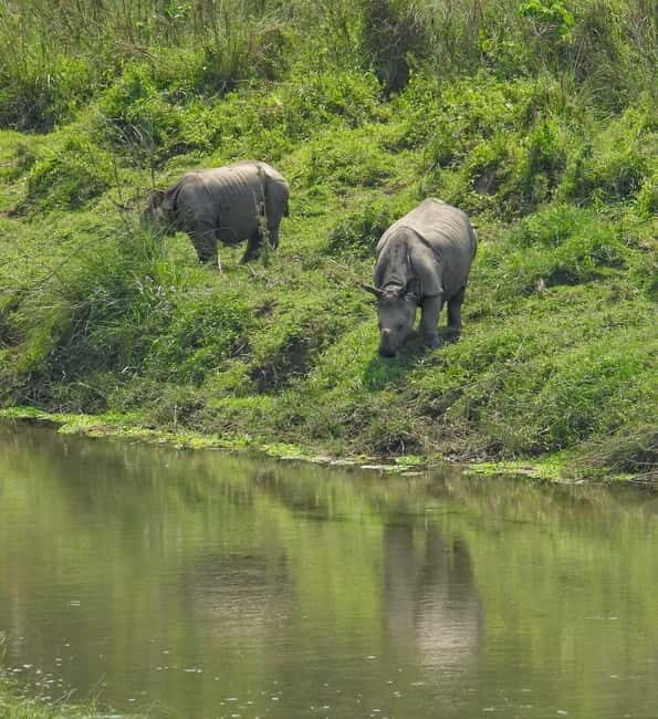 Chitwan: Full-Day Safari Canoeing and Jungle Walk and Jeep - A Detailed Look at the Chitwan Safari Experience