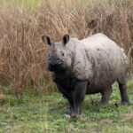 Chitwan Jungle Safari - 2 nights / 3 days - The Inside Scoop: A Detailed Look at the Chitwan Jungle Safari