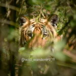 Chitwan National Park: Canoeing and Jungle Walk with Lunch - Who Should Consider This Tour?