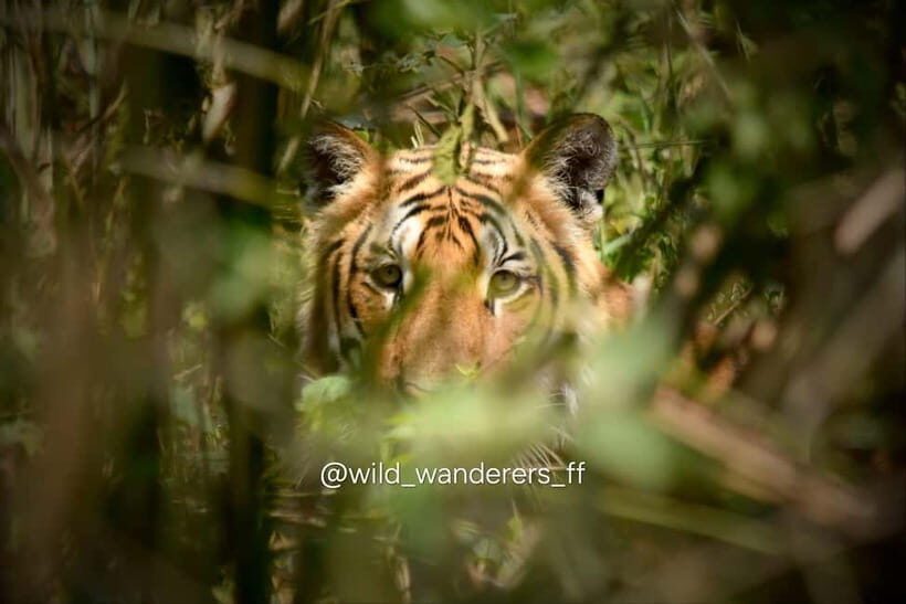 Chitwan National Park: Canoeing and Jungle Walk with Lunch - Who Should Consider This Tour?
