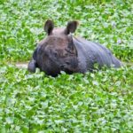 Chitwan National Park Jungle Safari Tours 3 days - An In-Depth Look at the 3-Day Chitwan Jungle Safari