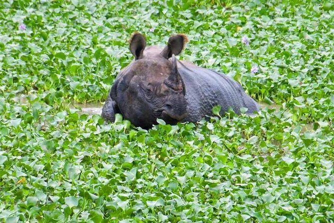 Chitwan National Park Jungle Safari Tours 3 days - An In-Depth Look at the 3-Day Chitwan Jungle Safari