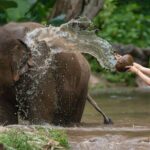 Chitwan National Park Tour - Final Thoughts: Is This Tour Right for You?