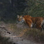 Chitwan National Park Tours: 3 Nights 4 days Full Package - Who is This Tour Best Suited For?