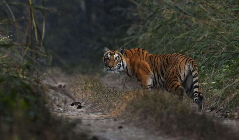 Chitwan National Park Tours: 3 Nights 4 days Full Package - Who is This Tour Best Suited For?