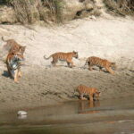 Chitwan National Park: Tower Night Stay with Nature Guide - Who Would Love This Tour?