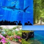 Churaumi Aquarium, Cape Manzamo, American Village - Understanding the Value: Is This Tour Right for You?