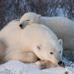 Churchill Polar Bear Experience  5-Night Classic Tour - Final Thoughts: Is It Worth the Price?