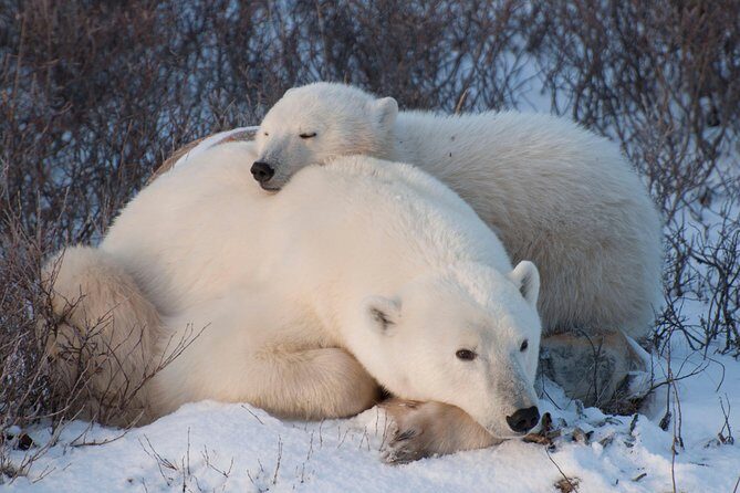 Churchill Polar Bear Experience  5-Night Classic Tour - Final Thoughts: Is It Worth the Price?