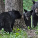 City Highlights Totem Parks and Sightseeing - Who is This Tour Best For?