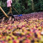 Classic Coorg Coffee Plantation experience - An In-Depth Look at the Coorg Coffee Tour