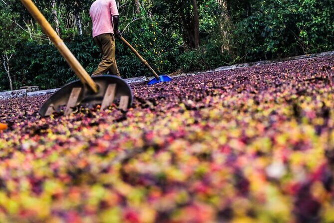 Classic Coorg Coffee Plantation experience - An In-Depth Look at the Coorg Coffee Tour